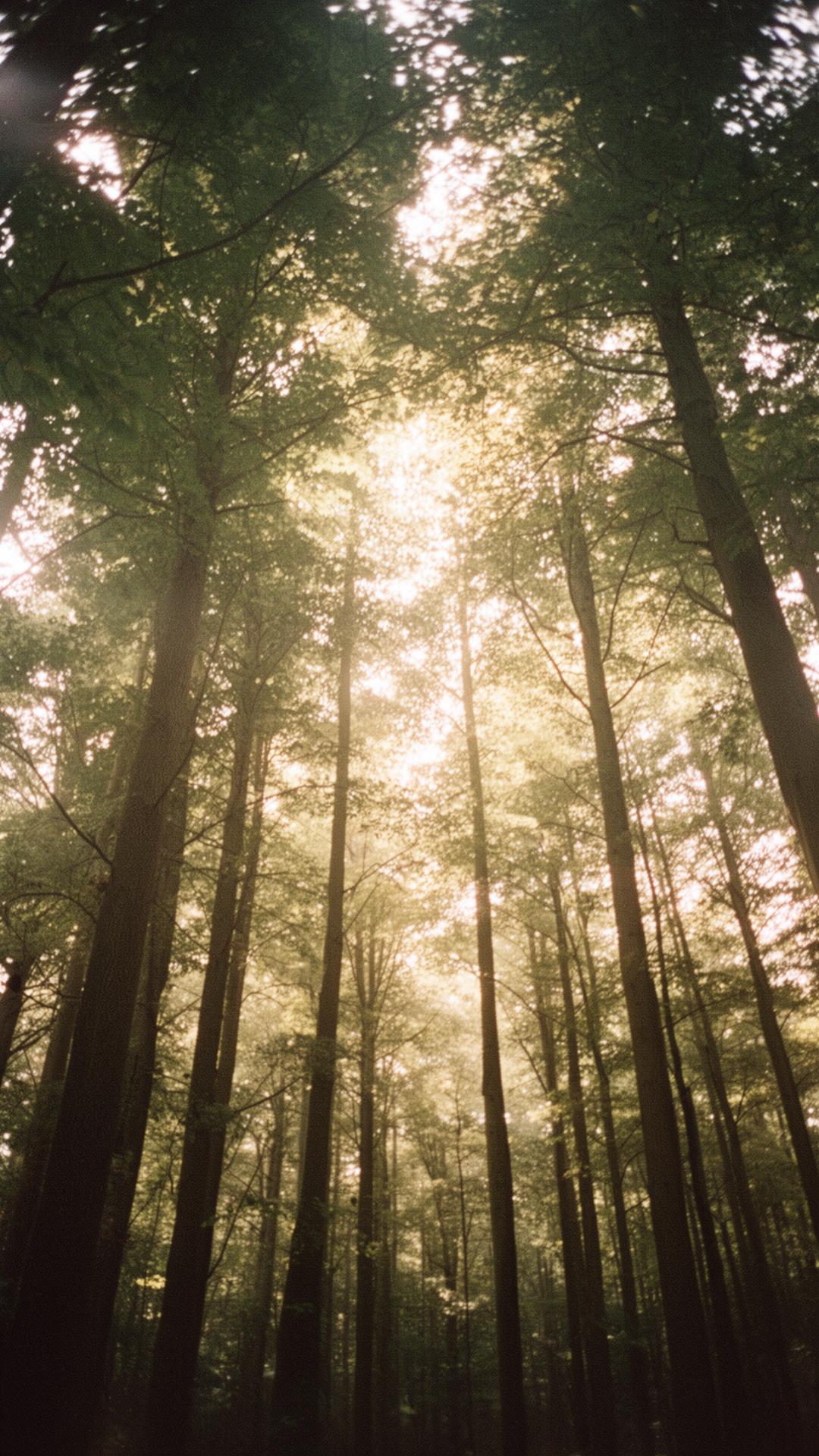 On Listening to Trees